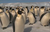 Veszélyben a császárpingvinek költőhelye