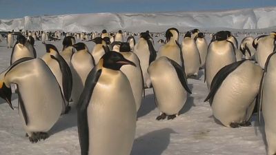 Antarktika'da nesli tehlike altındaki imparator penguenler