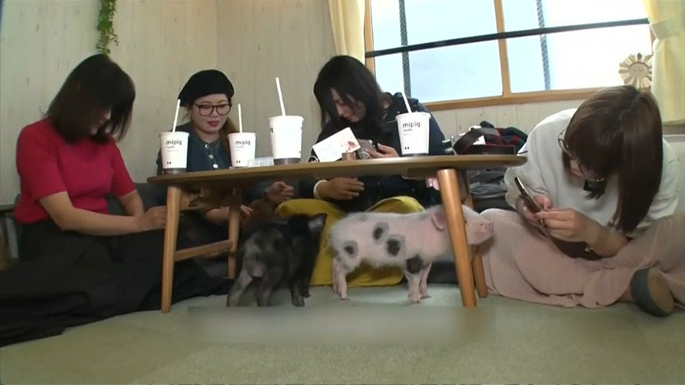Watch Teacup pigs take centre stage at Tokyo café Euronews