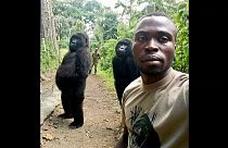 Les deux gorilles debout des Virunga