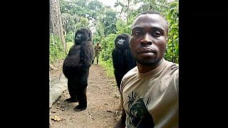 Les deux gorilles debout des Virunga