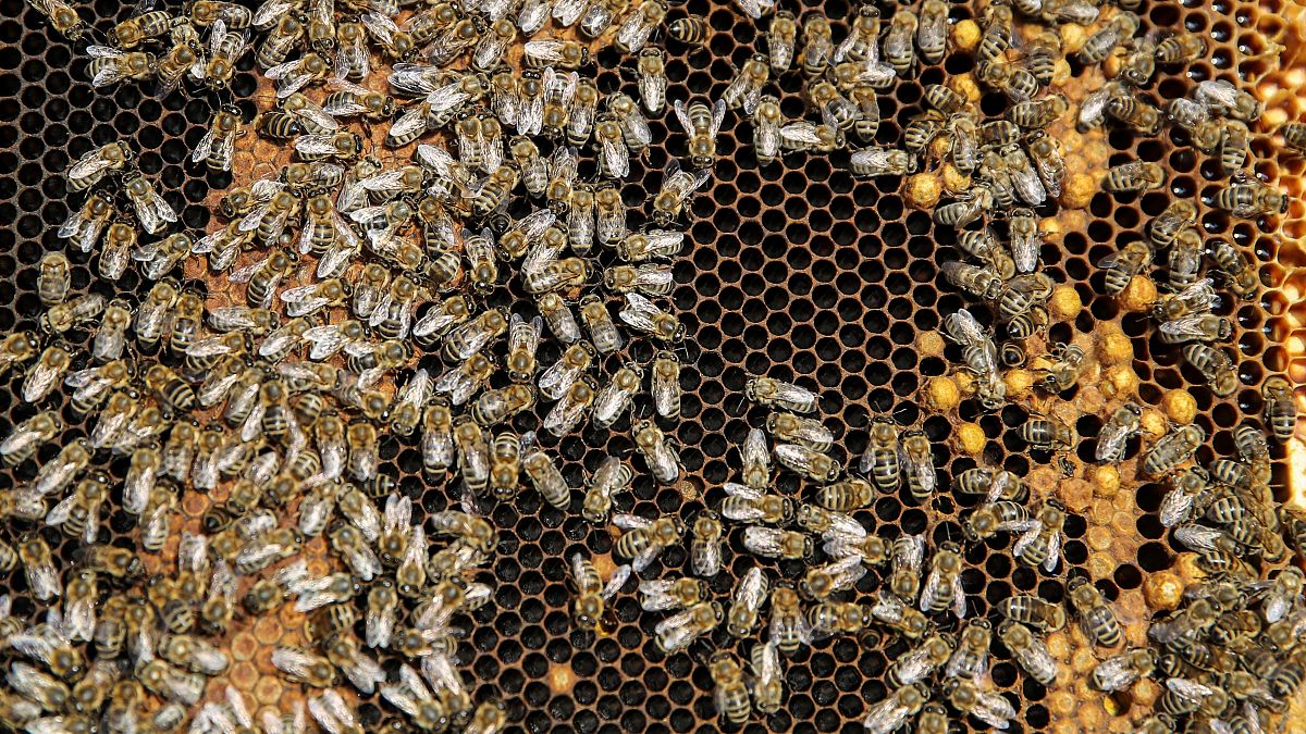 مع الاستخدام المفرط للمبيدات النحل في صربيا بخطر