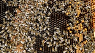 مع الاستخدام المفرط للمبيدات النحل في صربيا بخطر