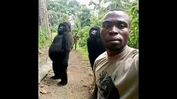 Különleges gorilla-szelfi Különleges gorilla-szelfi