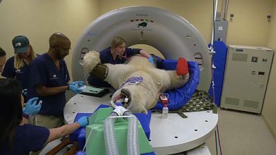 New scan table enables polar bear's medical check-up