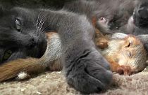 Katze adoptiert 4 kleine Eichhörnchen