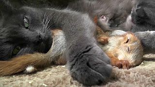 Katze adoptiert 4 kleine Eichhörnchen