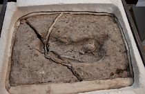 تایید قدیمی‌ترین اثر پا کشف شده انسان در قاره آمریکا 