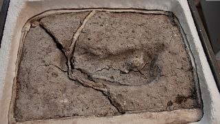 تایید قدیمی‌ترین اثر پا کشف شده انسان در قاره آمریکا