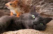 Pusha the cat with her baby squirrel in Bakhchisaray