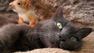 Pusha the cat with her baby squirrel in Bakhchisaray