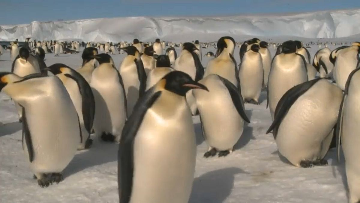 La disparition tragique des manchots empereurs en Antarctique