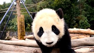 China e Rússia juntam-se na protecção de pandas gigantes