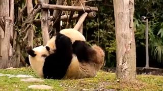 Dos pandas chinos para enamorar a Rusia