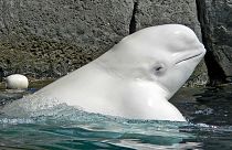 کارشناسان نروژی: روسیه از نهنگ‌های سفید در عملیات نظامی بهره می‌برد