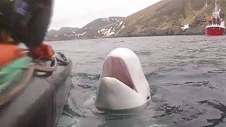 Liberada la ballena espía rusa aparecida en Noruega