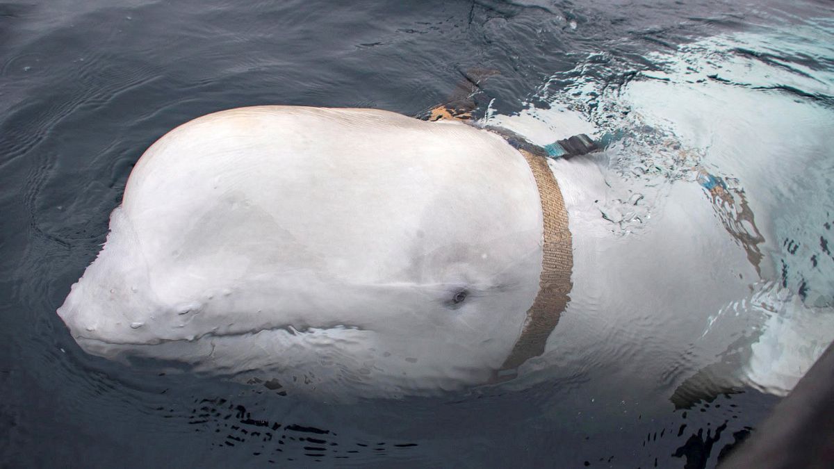 Norveç: 'Rus Donanması beyaz balinaları askeri amaçlarla eğitiyor'