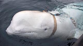 Norveç: 'Rus Donanması beyaz balinaları askeri amaçlarla eğitiyor'