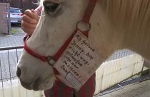 Unterwegs mit Wanderstute Jenny