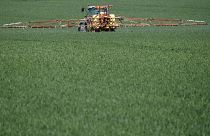 Küresel ısınma: Kernza tohumu yeryüzünü kurtarmak için bir çözüm olabilir mi?