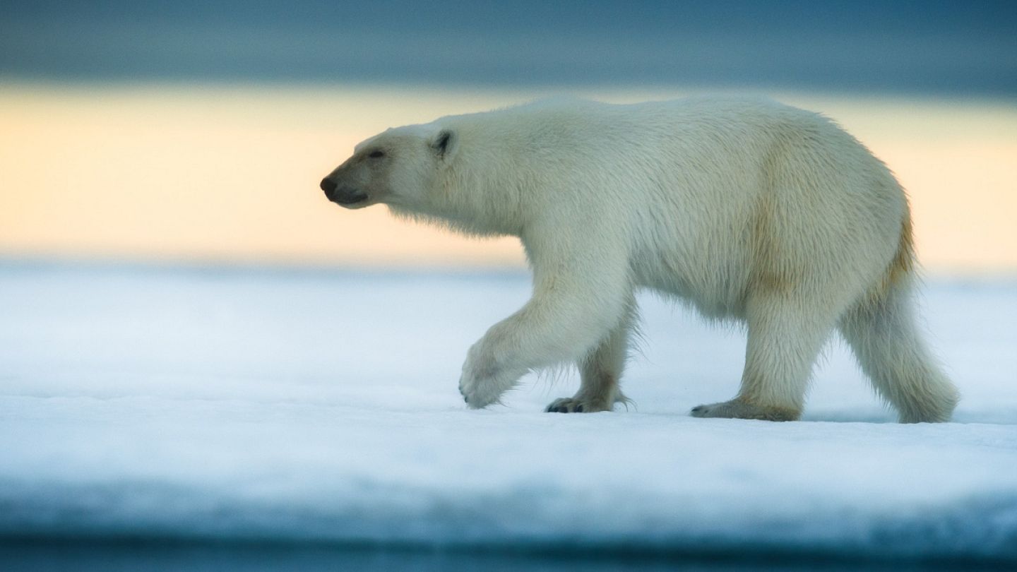 Polar Bears Adapting To Their Environment Teach Besides Me