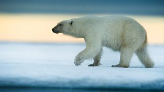 Saving polar bears through images and ecotourism