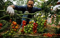 مزارع فلسطيني يلتقط حبات البندورة في الضفة الغربية