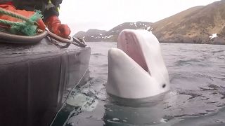 Titokzatos fehér delfin a norvég partoknál