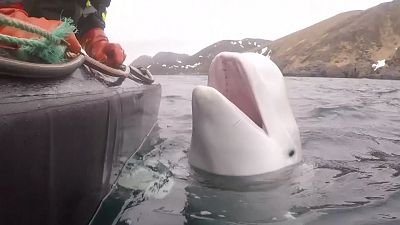 Titokzatos fehér delfin a norvég partoknál