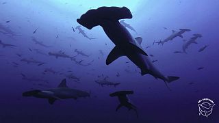 30 hammerhead sharks die at French aquarium, some ate each other, claims Sea Shepherd