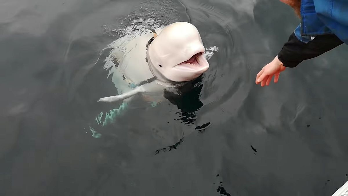 Aggódnak a titokzatos fehér delfinért Norvégiában