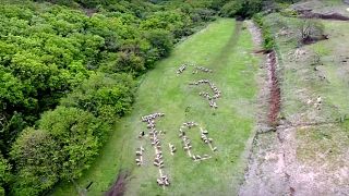 Flock of sheep participate in month-long ceremony to mark Japan's new imperial era