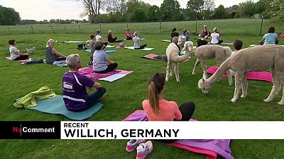 Germania, yoga tra gli alpaca