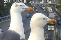 A view of a bird's eye: seagulls photobomb traffic cameras
