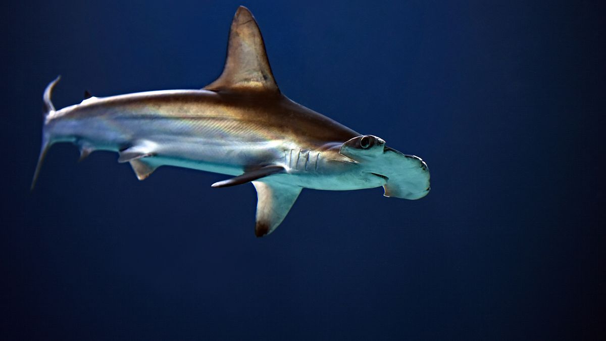 30 tiburones martillo mueren en un acuario francés, algunos se comieron unos a otros, afirma ONG