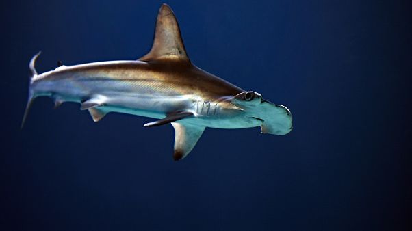 30 tiburones martillo mueren en un acuario francés, algunos se comieron unos a otros, afirma ONG 30 tiburones martillo mueren en un acuario francés, algunos se comieron unos a otros, afirma ONG