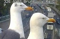 Лондонские чайки облюбовали дорожные камеры и стали звездами интернета