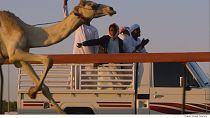 Dubai'de tarihi bedevi kültürünü develer canlı tutuyor