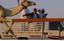 Carreras de camellos: recuperando una tradición beduina en Dubái
