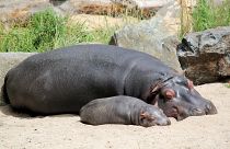 Hippos play a key role in maintaining ecosystems... with their poop
