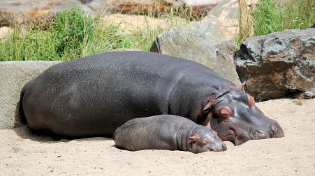 Hippos play a key role in maintaining ecosystems... with their poop