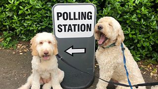 Canine companions take centre stage on day of local UK elections