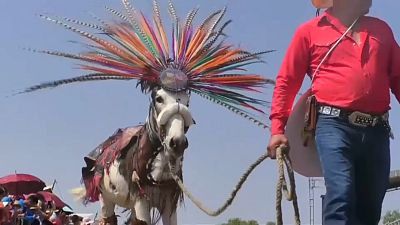 On Donkey Day the animals are decked out in costume and play polo