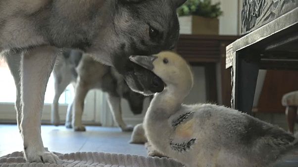 Amis comme chien et canard Amis comme chien et canard