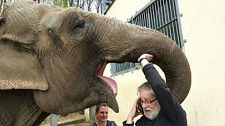 لقاء عاطفي يجمع الفيلة كريستي مع حارسها بعد فراق دام 35 عاما