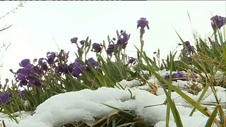 Schnee an der Côte d'Azur