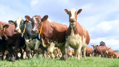 Swedes gather to see happy cows released after long winter