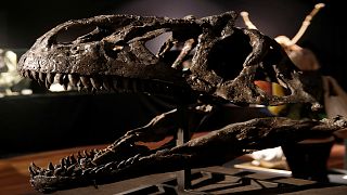 هل تلقى البشرية مصير الديناصورات أو الانقراض السادس؟