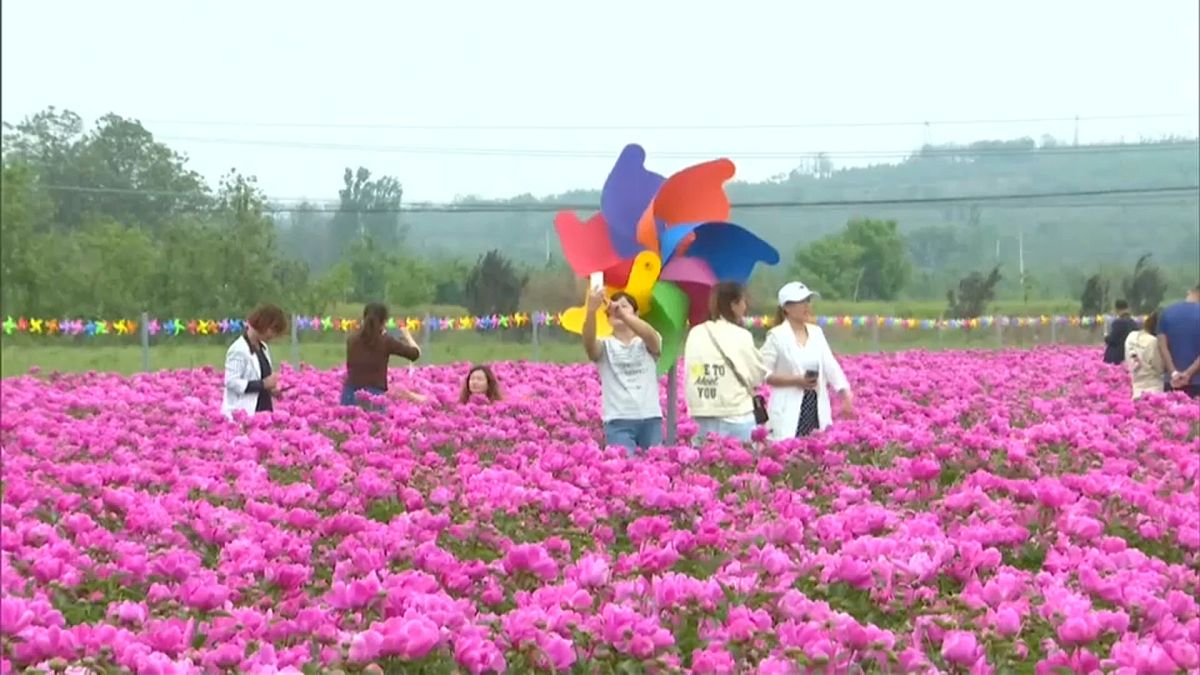 الفاوانيا الصينية تجذب اهتمام عشاق الزهور مع بداية موسم الربيع 