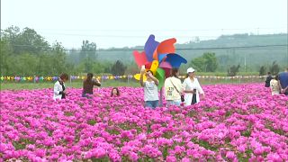 الفاوانيا الصينية تجذب اهتمام عشاق الزهور مع بداية موسم الربيع